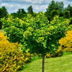 Ginkgo Biloba 'Mariken' Tree -Fast Growing Trees Mairken Ginkgo 8 FGT