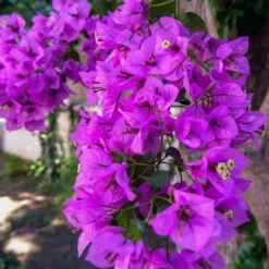 Majestic Purple Bougainvillea -Fast Growing Trees Majestic Purple Bougainvillea 4 FGT