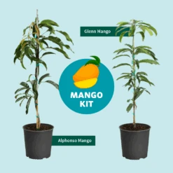 Alphonso Mango -Fast Growing Trees Mango Kit Graphic dc77f6db ee29 43d2 85de 9f3718171195