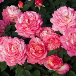 Marc Chagall™ Rose Tree -Fast Growing Trees Marc Chagall Standard 3