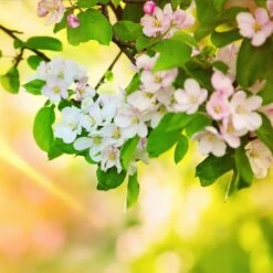 Mutsu (Crispin) Apple Tree 11 Mutsu (Crispin) Apple Tree -Fast Growing Trees Matsu Crispin Apple 5 dca4ed85 2ad7 4328 a42e 52262a2a9672