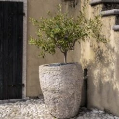 Maurino Olive Tree -Fast Growing Trees Maurino Olive FGT 2