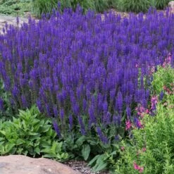 May Night Salvia 9 May Night Salvia -Fast Growing Trees May Night Salvia sage 2 FGT