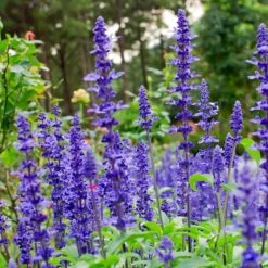 May Night Salvia 8 May Night Salvia -Fast Growing Trees May Night Salvia sage 4