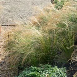 Mexican Feather Grass -Fast Growing Trees Mexican Feather Grass 2 FGT