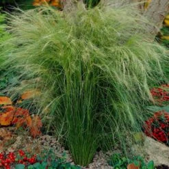 Mexican Feather Grass -Fast Growing Trees Mexican Feather Grass 5