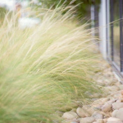 Mexican Feather Grass -Fast Growing Trees Mexican Feather Grass 6