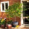 Meyer Lemon Tree - USDA Organic -Fast Growing Trees Meyer Lemon Tree FGT 600x600 d3c227e7 2abb 4f2f a843 d04afc7d9425