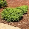Micron® Holly Shrub -Fast Growing Trees Micron Holly FGT 600x600 cc732743 8fd3 45e5 8acd 804a14afbbb0