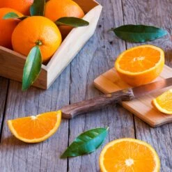 Midknight Valencia Orange 10 Midknight Valencia Orange -Fast Growing Trees MidKnight Orange 3 FGT