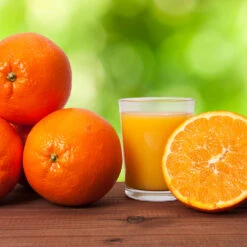 Midknight Valencia Orange 11 Midknight Valencia Orange -Fast Growing Trees MidKnight Valencia Orange 3