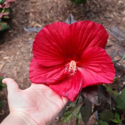 Midnight Marvel Hardy Hibiscus -Fast Growing Trees Midnight Marvel Hibiscus 2