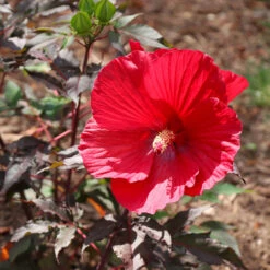 Midnight Marvel Hardy Hibiscus -Fast Growing Trees Midnight Marvel Hibiscus 6