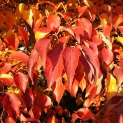 Milky Way Chinese Dogwood Tree -Fast Growing Trees Milky Way Select 4