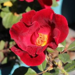 Miracle On The Hudson™ Rose -Fast Growing Trees Miracle on the Hudson 1 FGT