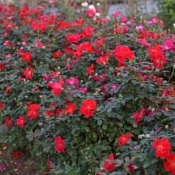 Miracle On The Hudson™ Rose -Fast Growing Trees Miracle on the Hudson 4 FGT