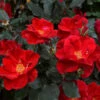 Miracle On The Hudson™ Rose -Fast Growing Trees Miracle on the Hudson FGT 600x600 045f2a5f dd85 44c7 9ded f80d62183f82
