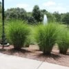 Miscanthus Gracillimus (Maiden Grass) -Fast Growing Trees Miscanthus Gracillimus Maiden Grass fgt 600x600 404029e9 7938 4e15 81a4 5e1ed1f40f79