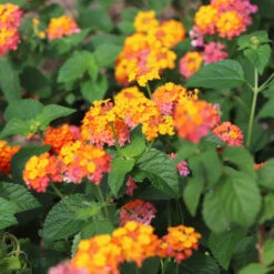 Miss Huff Lantana -Fast Growing Trees Miss Huff Lantana 4