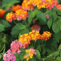Miss Huff Lantana -Fast Growing Trees Miss Huff Lantana 7