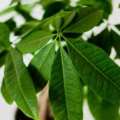Money Tree In White Pot -Fast Growing Trees Money Tree Green Circle LIV Pottery Pot 3