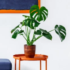 Monstera Deliciosa And Fiddle Leaf Fig Combo 8 Monstera Deliciosa And Fiddle Leaf Fig Combo -Fast Growing Trees Monstera delisiosa 1 BB