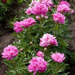 Mr. Ed Peony -Fast Growing Trees Mr Ed peony 4 FGT