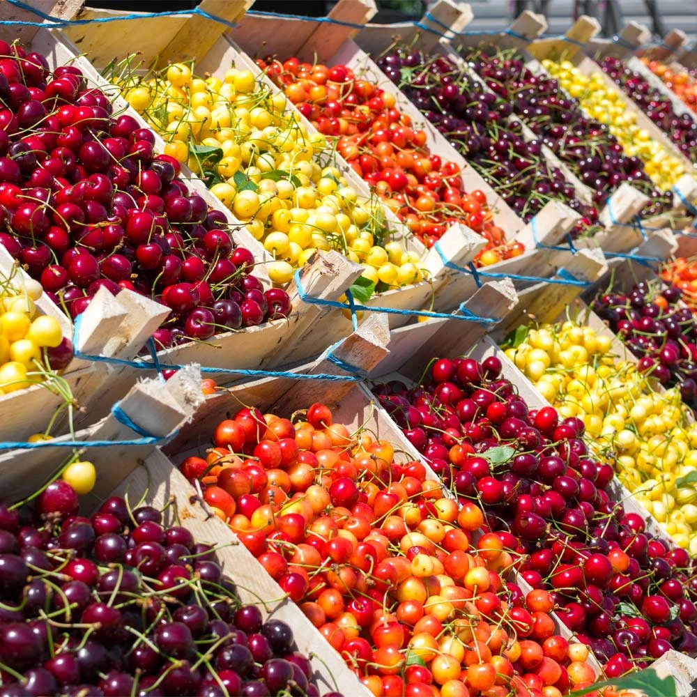 4-in-1 Cherry Tree 4 4-in-1 Cherry Tree - Image 2