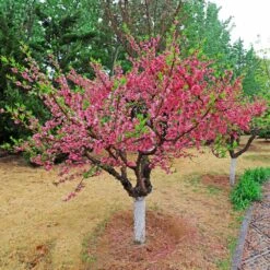Multi-Peach Tree -Fast Growing Trees Multi fruit peach 2