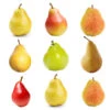 3-in-1 Pear Tree 2 3-in-1 Pear Tree -Fast Growing Trees Multifruit Pear 600x600 c569229c edfb 40ee 81c9 4b34ecffe63b