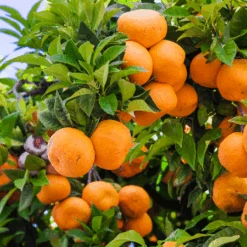 Murcott Honey Mandarin Tree -Fast Growing Trees Murcott Honey Mandarin Tree 450 D1