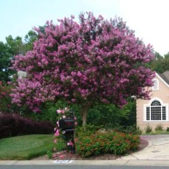 Muskogee Crape Myrtle Tree -Fast Growing Trees Muskogee Crape Myrtle single trunk
