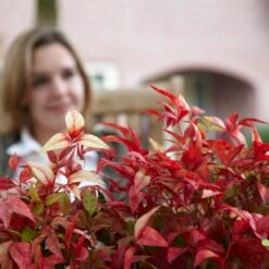 Fire Power Nandina Shrub -Fast Growing Trees Nandina Firepower 1