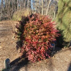 Obsession™ Nandina Shrub 14 Obsession™ Nandina Shrub -Fast Growing Trees Nandina Obsession 3