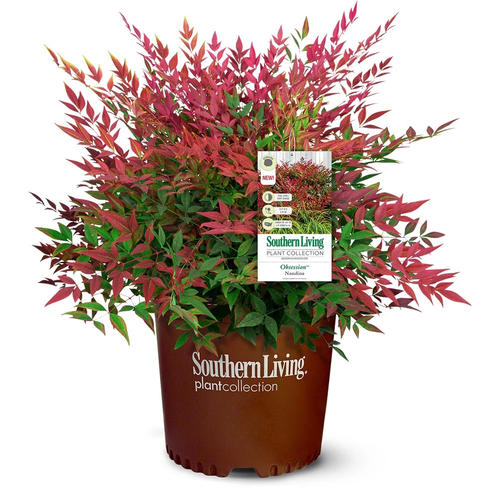 Obsession™ Nandina Shrub 8 Obsession™ Nandina Shrub - Image 6