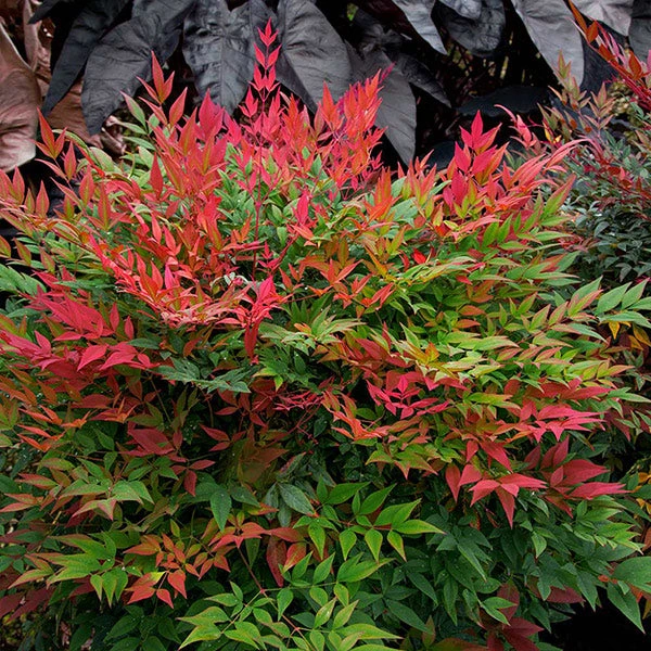 Obsession™ Nandina Shrub 3 Obsession™ Nandina Shrub