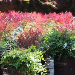 Obsession™ Nandina Shrub 17 Obsession™ Nandina Shrub -Fast Growing Trees Nandina Obsession 7 FGT