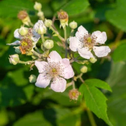 Navaho Blackberry -Fast Growing Trees Navaho Blackberry 1