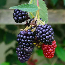 Navaho Blackberry -Fast Growing Trees Navaho Blackberry 5