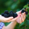 Navaho Blackberry 2 Navaho Blackberry -Fast Growing Trees Navaho Blackberry FGT 600x600 f27ec76e 0646 4c77 98b8 005f92ac6057