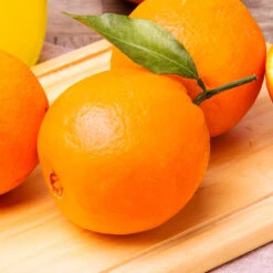 Navel Orange Tree - USDA Organic -Fast Growing Trees Navel Orange 2 FGT 14629529 59ec 469f 9eb9 2f95d6d1513b