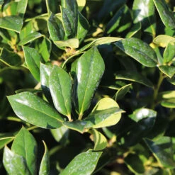 Needlepoint Holly -Fast Growing Trees Needlepoint Holly 4