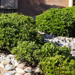 Needlepoint Holly -Fast Growing Trees Needlepoint Holly 5