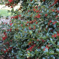 Nellie Stevens Holly -Fast Growing Trees Nellie Stevens Holly 1 FGT