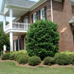 Nellie Stevens Holly -Fast Growing Trees Nellie Stevens Holly 4 FGT