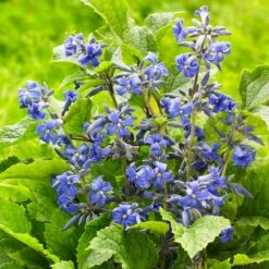 New Love Clematis Shrub -Fast Growing Trees New Love clematis 3