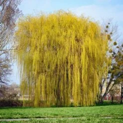 Niobe Golden Weeping Willow 8 Niobe Golden Weeping Willow -Fast Growing Trees Niobe weeping willow 1