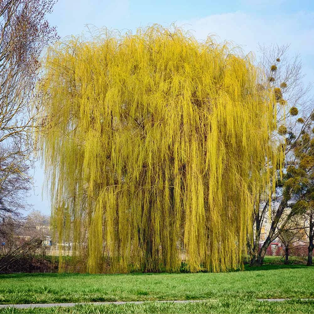 Niobe Golden Weeping Willow 5 Niobe Golden Weeping Willow - Image 3