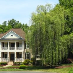 Niobe Golden Weeping Willow 9 Niobe Golden Weeping Willow -Fast Growing Trees Niobe weeping willow 3