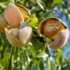 Nonpareil Almond Tree -Fast Growing Trees Nonpareil Almonds FGT 600x600 641a2247 55f9 4ec0 8582 2c6c6be223c4